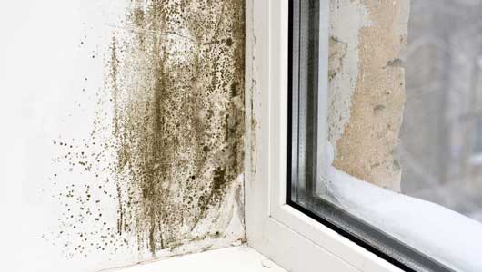 Get Rid Of The Dampness With Professional Help