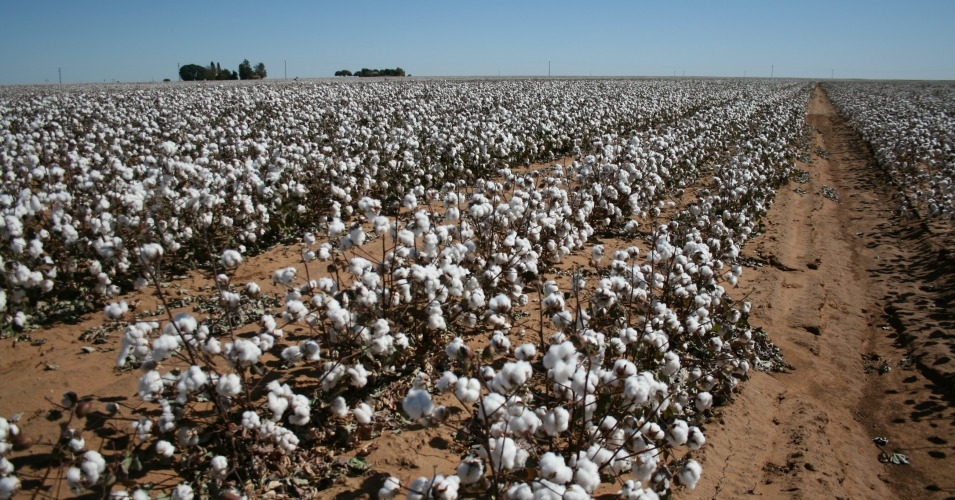 Why Does It Matter That Cotton Is Regulated As A Food?